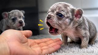 He Needed Help Just to Eat… Now This Tiny Puppy Won’t Stop YELLING at Mom