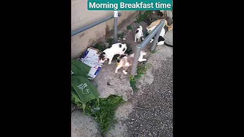 Watch the video about Morning breakfast time for the colony cats. #cats #manx #siamese #cute