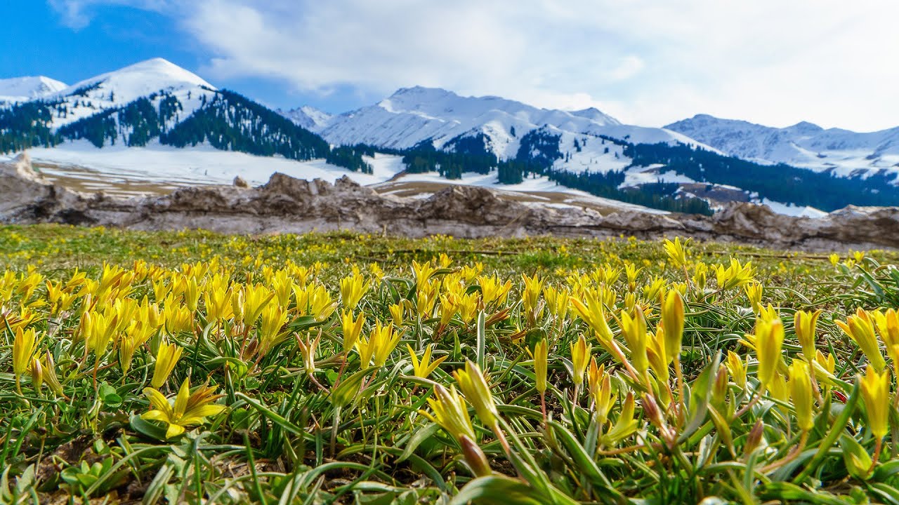 春與冬交織 那拉提 大美新疆 EP3 (4KHD cc字幕)