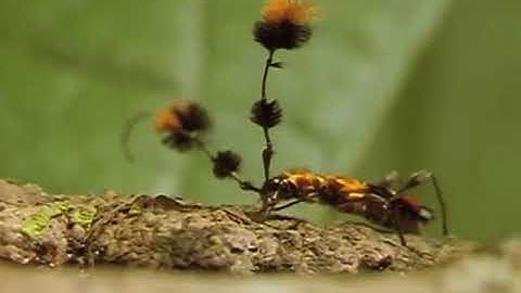 U4W2 Wonders Weekly Opener Video