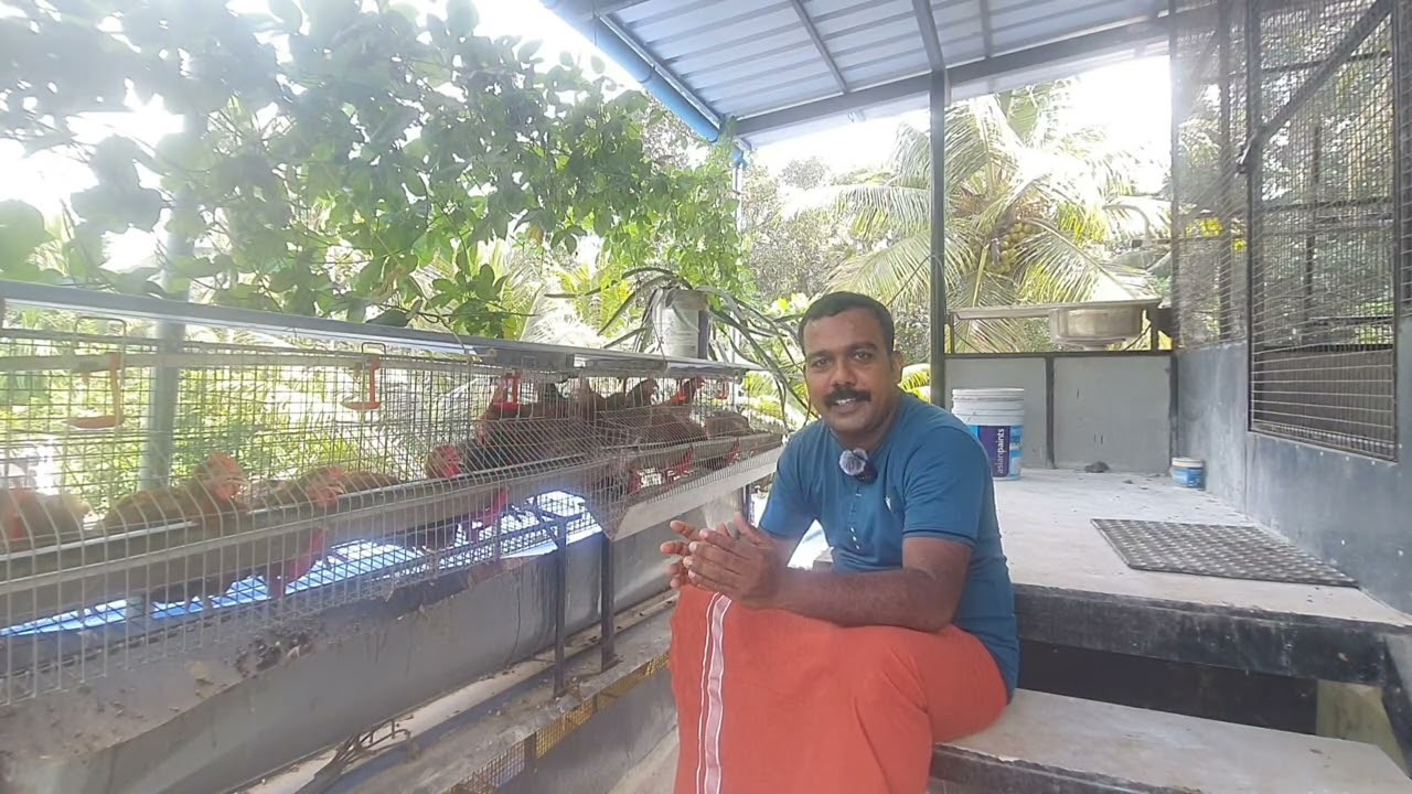 BV380 FARM , BV380 വളര്‍ത്തുമ്പോള്‍ അറിയേണ്ടത് എല്ലാം , BV380 FARMING