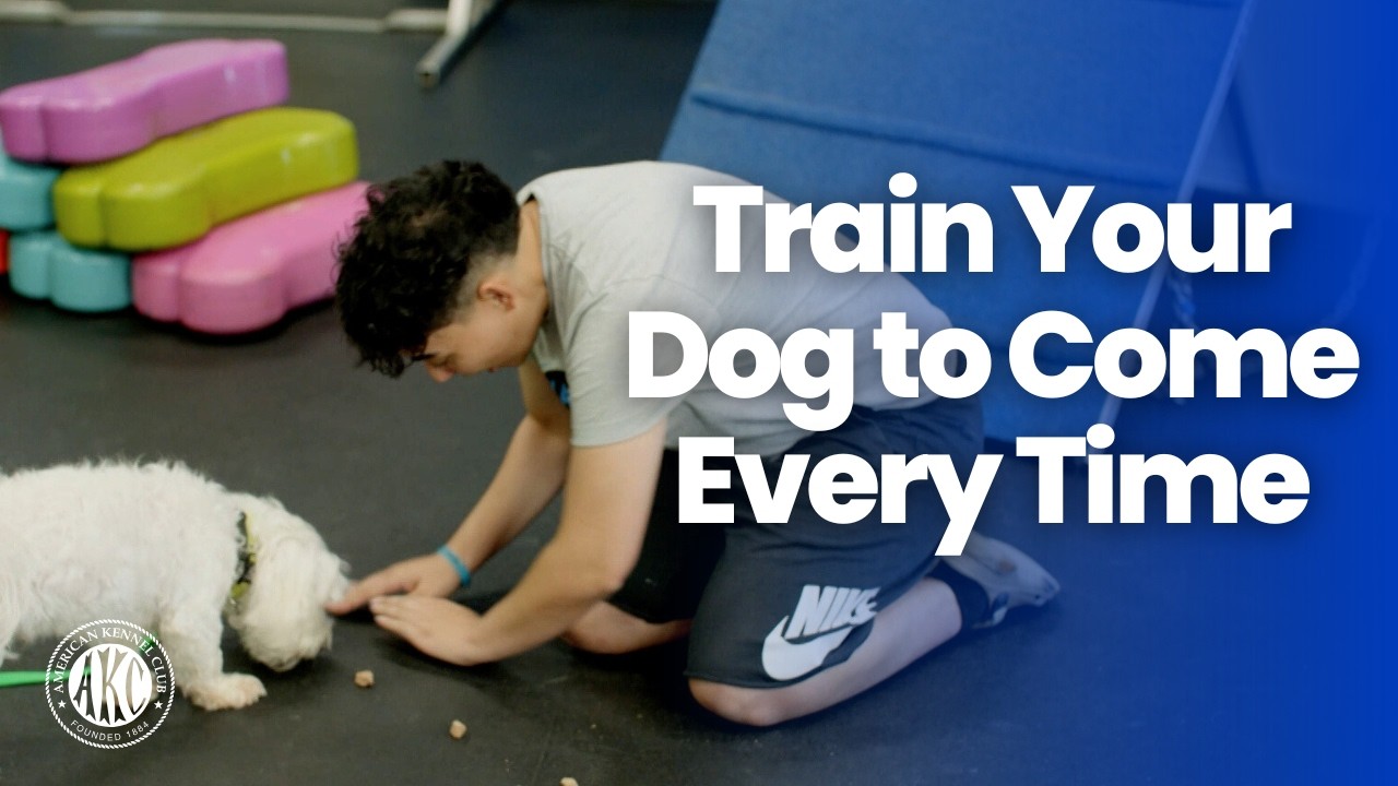 How to Teach Your Dog an Emergency Recall | Life Saving Command | AKC ...
