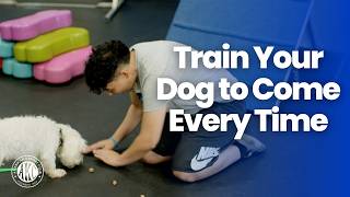 How to Teach Your Dog an Emergency Recall | Life Saving Command | AKC Training Tips