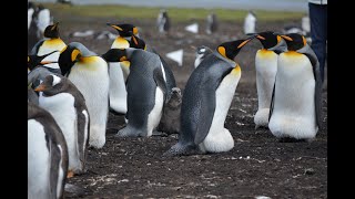 Amazing Facts About Penguins