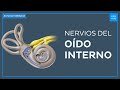 Nervios del oído interno - Anatomía Fácil | Kenhub