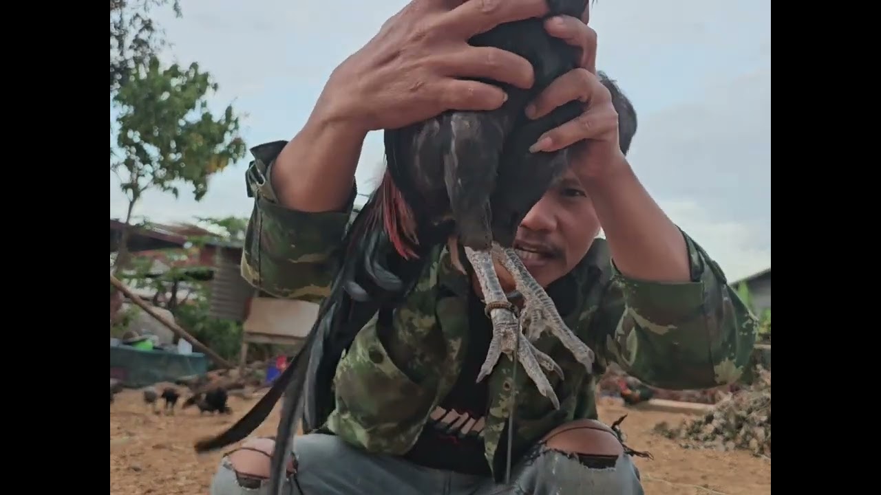 มืใหม่ฟังไว้ครับ วิทยฐานความรู้ #ไก่ต่อ#ไก่ตั้ง