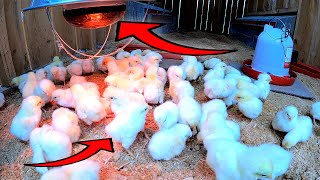 Babies on the Farm! You'll love this! Trying Something New for Chickens!