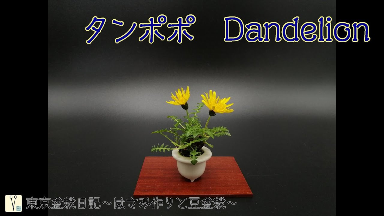 タンポポ Dandelion：東京盆栽日記～はさみ作りと豆盆栽～ - YouTube