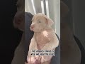 A heartfelt hug 🤗 #cute #funny #puppy #dog #funnydog #funnyvideo #fyp