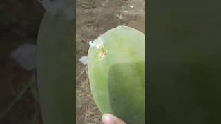 Ang papaya short video #shortvideo #papaya #kuyaramzvlogs