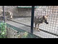 Стая волчат-спасенышей! A flock of rescued wolf cubs!