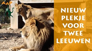 Download Lagu Verhuizing na herstelperiode: Twee leeuwen naar Zuid-Afrika - Stichting AAP MP3 Download Lagu Verhuizing na herstelperiode: Twee leeuwen naar Zuid-Afrika - Stichting AAP MP3