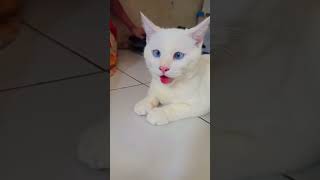 Kasian Chibi, Kalo Habis Main Bola Capenya Sampe Kaya Gini, Ngos Ngosan.