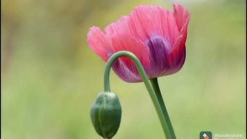 Buông Bỏ Buồn Buông tác giả AJAHN BRAHM