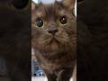 I'm CATMAN！