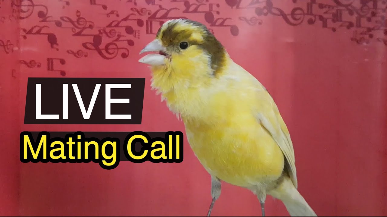 Photo inspiration: Effective Powerfully Mating Call Canary Songs Photo Inspiration