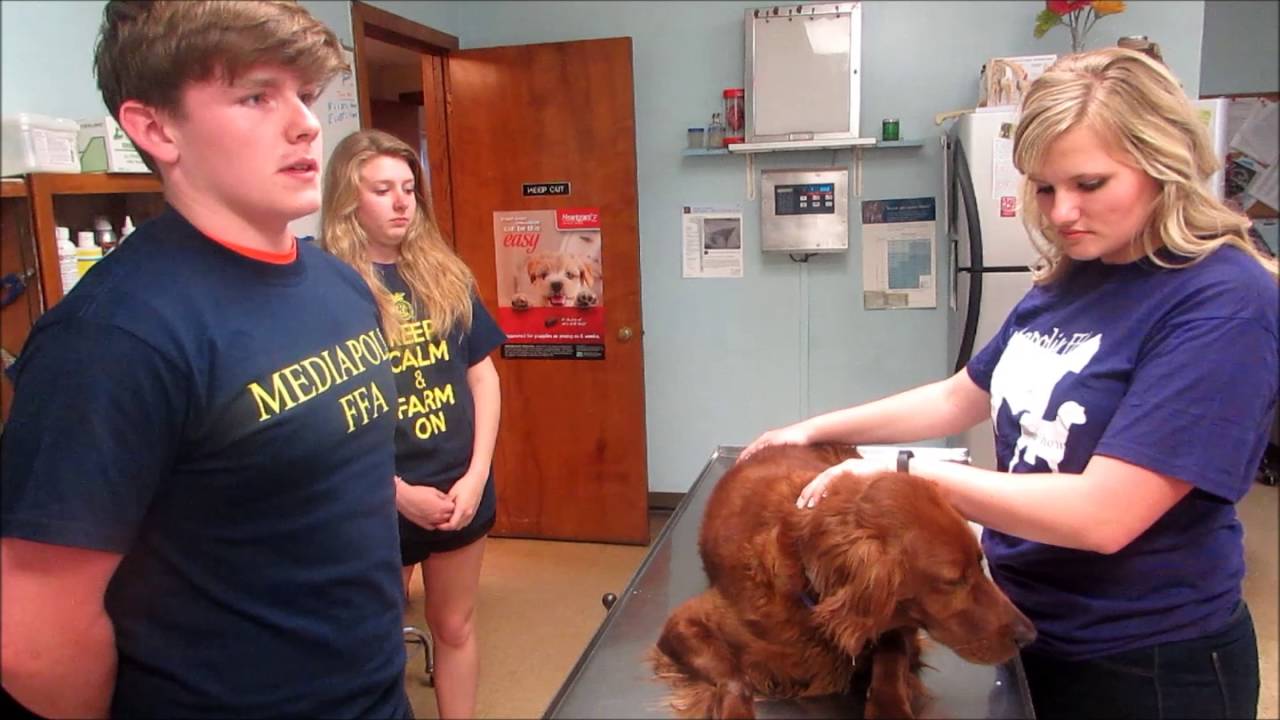 Mediapolis FFA Vet Science CDE 2016 YouTube Mediapolis FFA Vet Science CDE 2016 YouTube