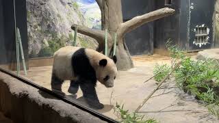 4K | 일본 판다 | 우에노 동물원 Ueno Zoo Pandas