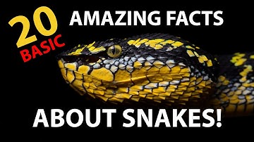 20 amazing facts about snakes! 🐍