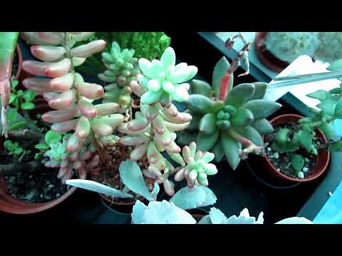 Plant jobs to do in December - Pruning & Cleaning & checking for pests
