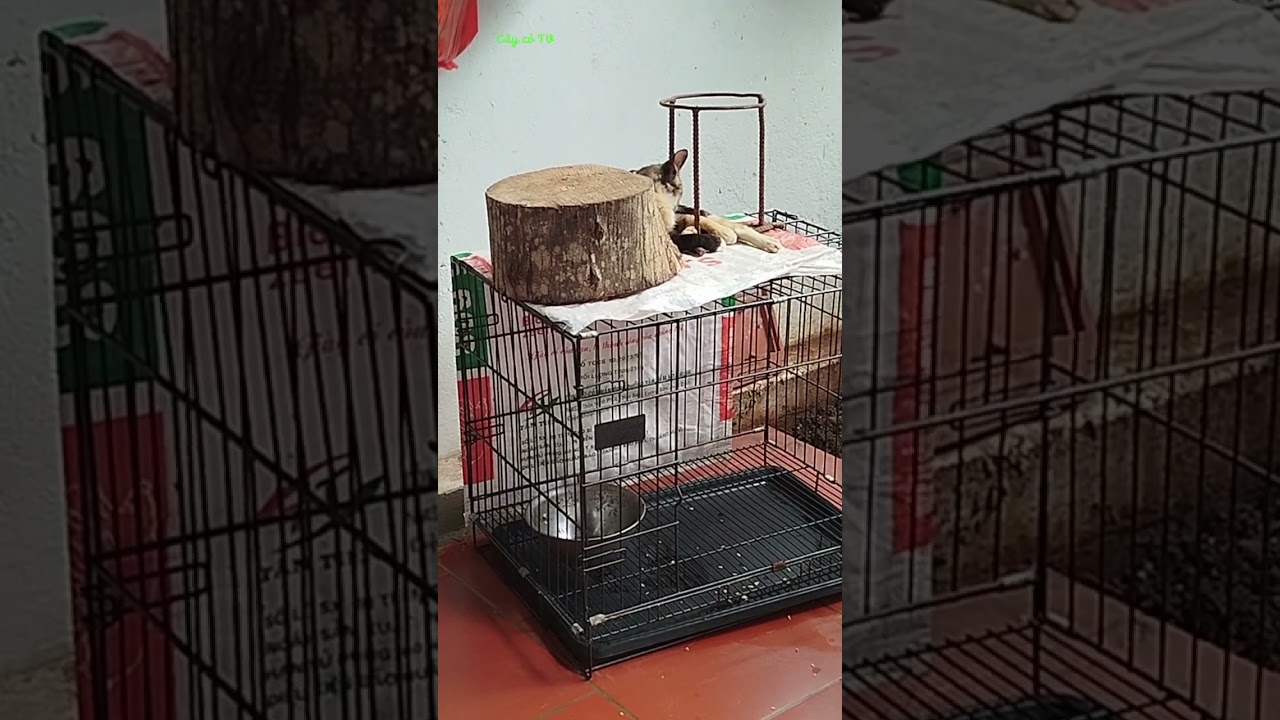 Cách nuôi một chú mèo bắt chuột