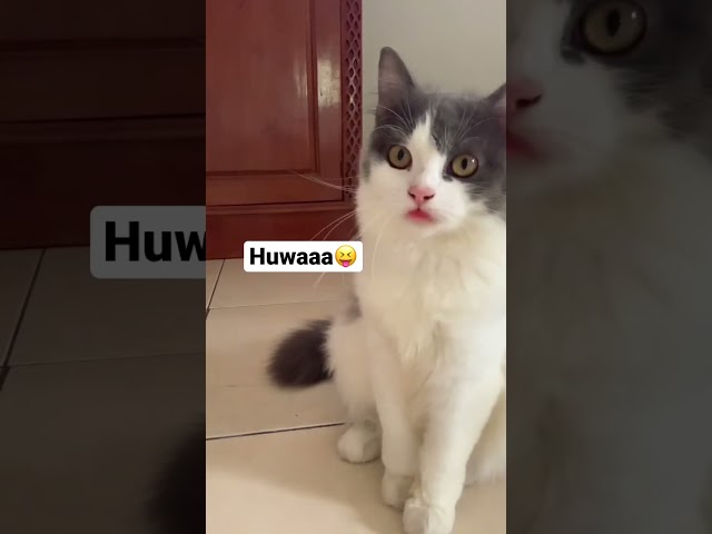 Huwaaa🤪 #cat #cute #catcute #lucu #kucing #gemoy #kiyowo #shortvideo class=