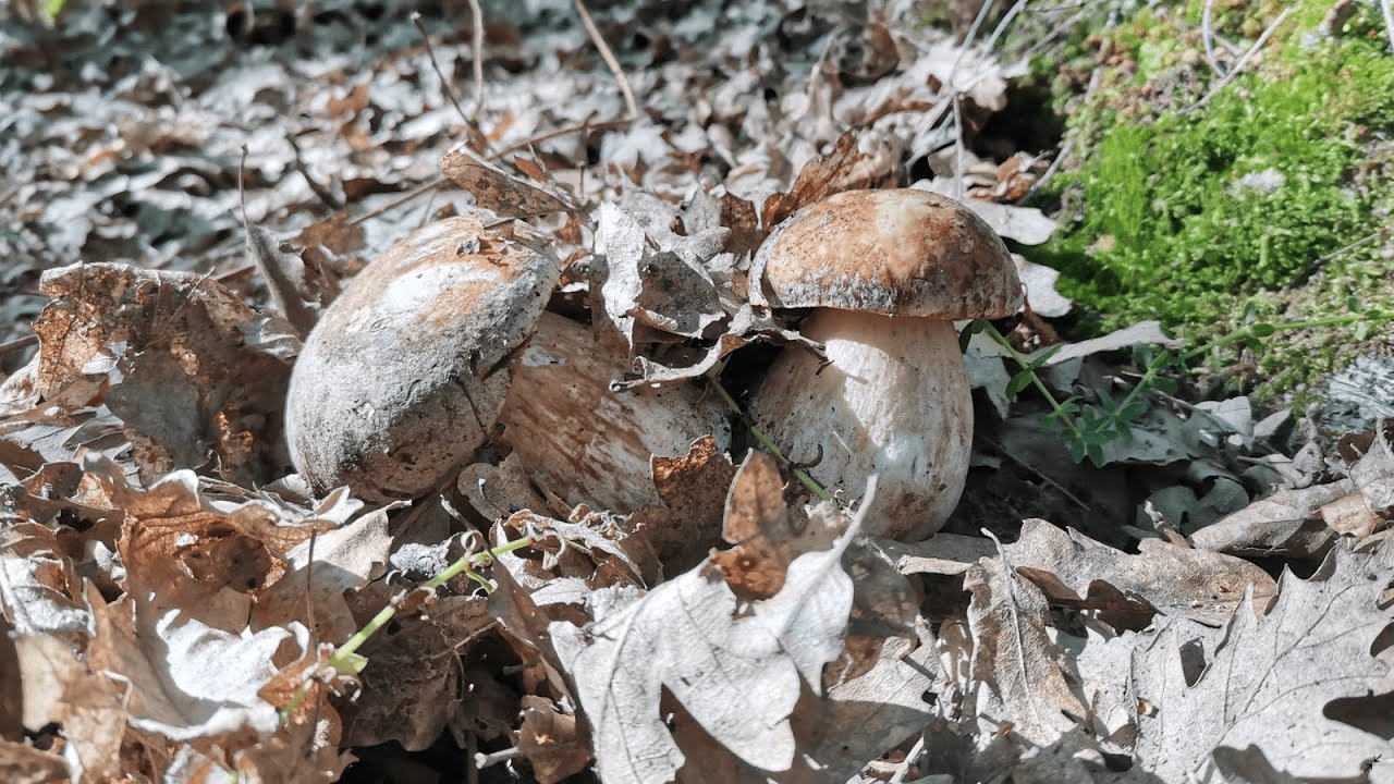 Porcini spettacolari 10 giorni dopo la pioggia con Natura Wild! YouTube