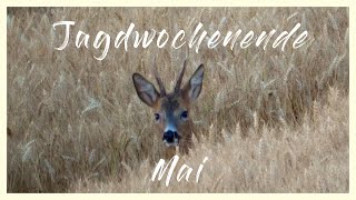 Jagdwochende Mai Anblick von Mufflons, Rehwild und Erfolg auf Sauen