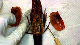 Crayfish Internal Anatomy 1