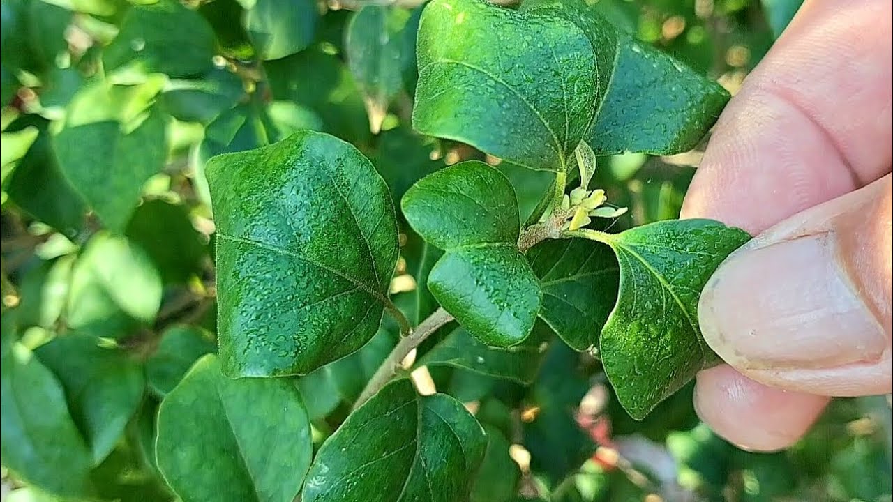 Cách khắc phục hoa giấy bị chai mầm,sượng nụ -trễ hoa Tết 🎆