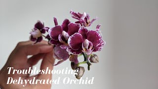 Troubleshooting Dehydrated Phalaenopsis Orchid | Sphagnum Moss Issues & Fixes for Full Recovery