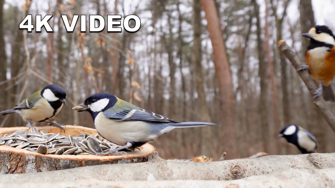 Strange Behavior from the Start! 💘 Spring Courtship? | 9.6°C Sunny Day 4K