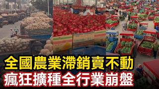 Farming to the point of bankruptcy! Nationwide agricultural products are unsaleable due to a mass...