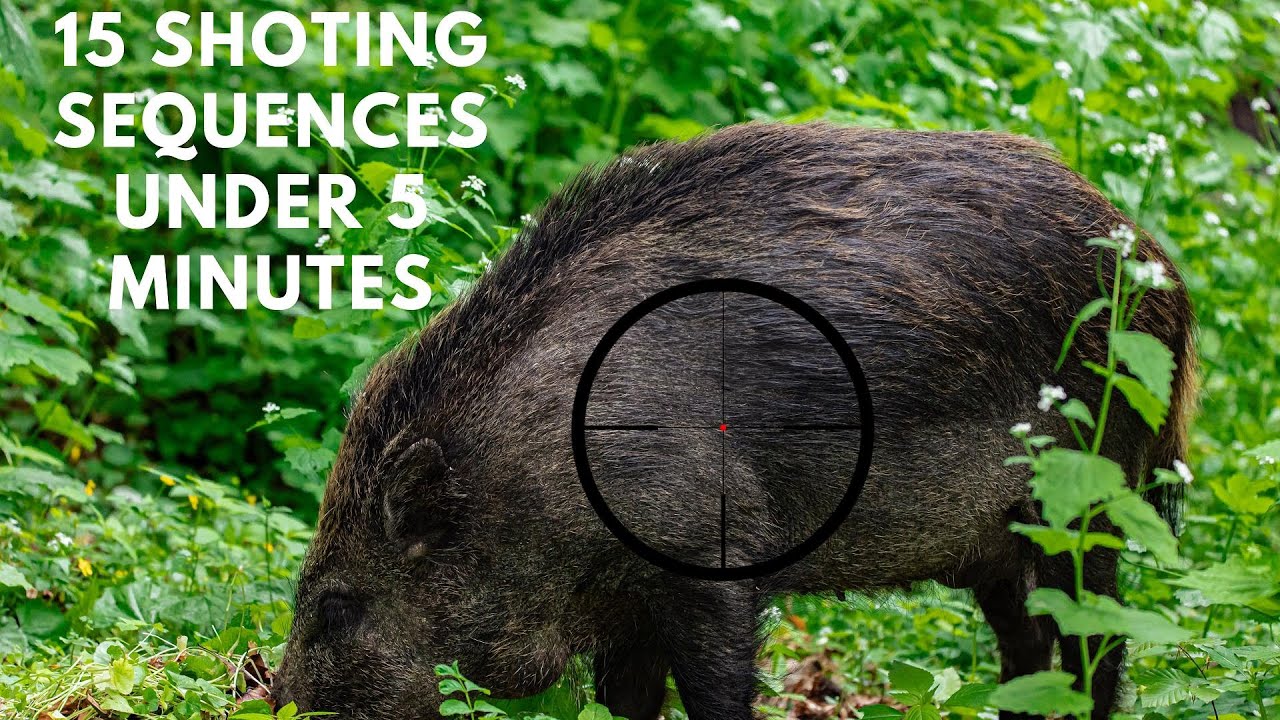 15 Shooting sequences under 5 minutes Wild boar Swedish Edition ...
