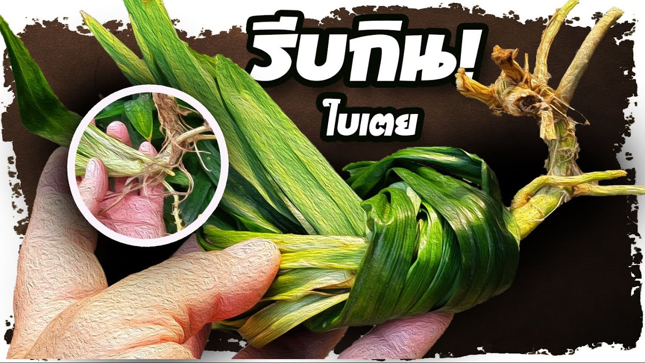 เกินคาด..!! พบสิ่งนี้เกิดขึ้น หลังกินใบเตย(ต้นเตย) บอกเลยไม่ธรรมดา  | Nava DIY