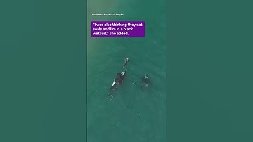 Swimmer Surrounded By Orcas