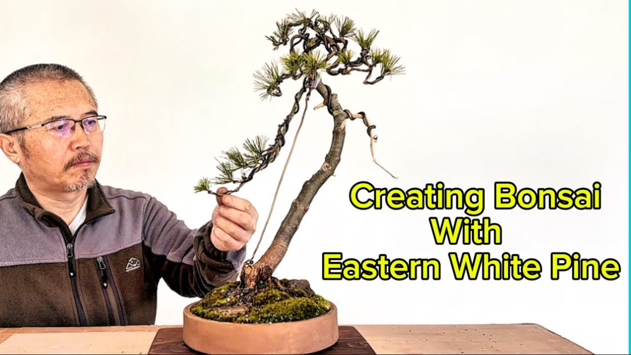 Creating literati-style bonsai with young eastern white pine 東部