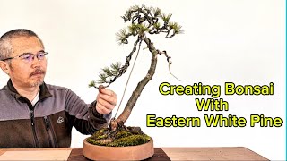 Creating literati-style bonsai with young eastern white pine 東部白松で文人木鉢植えを作る