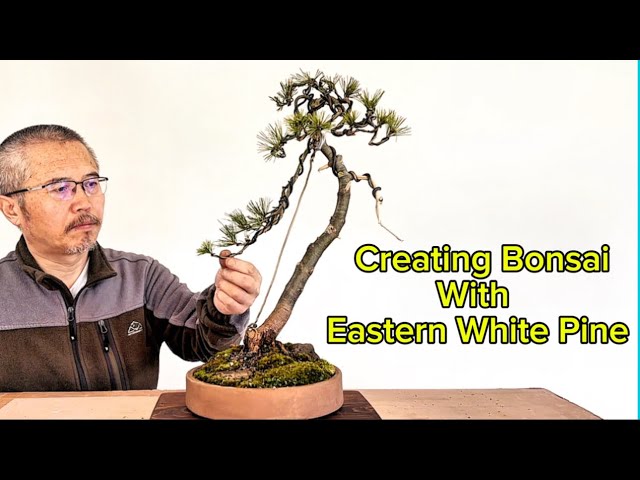 Creating literati-style bonsai with young eastern white pine 東部
