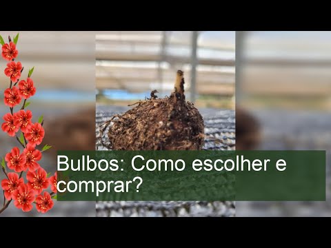 видео: Bulbos: Como escolher e comprar?