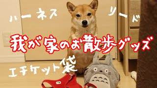 柴犬のお散歩グッズ紹介！ハーネスやリードこんなの使ってます。