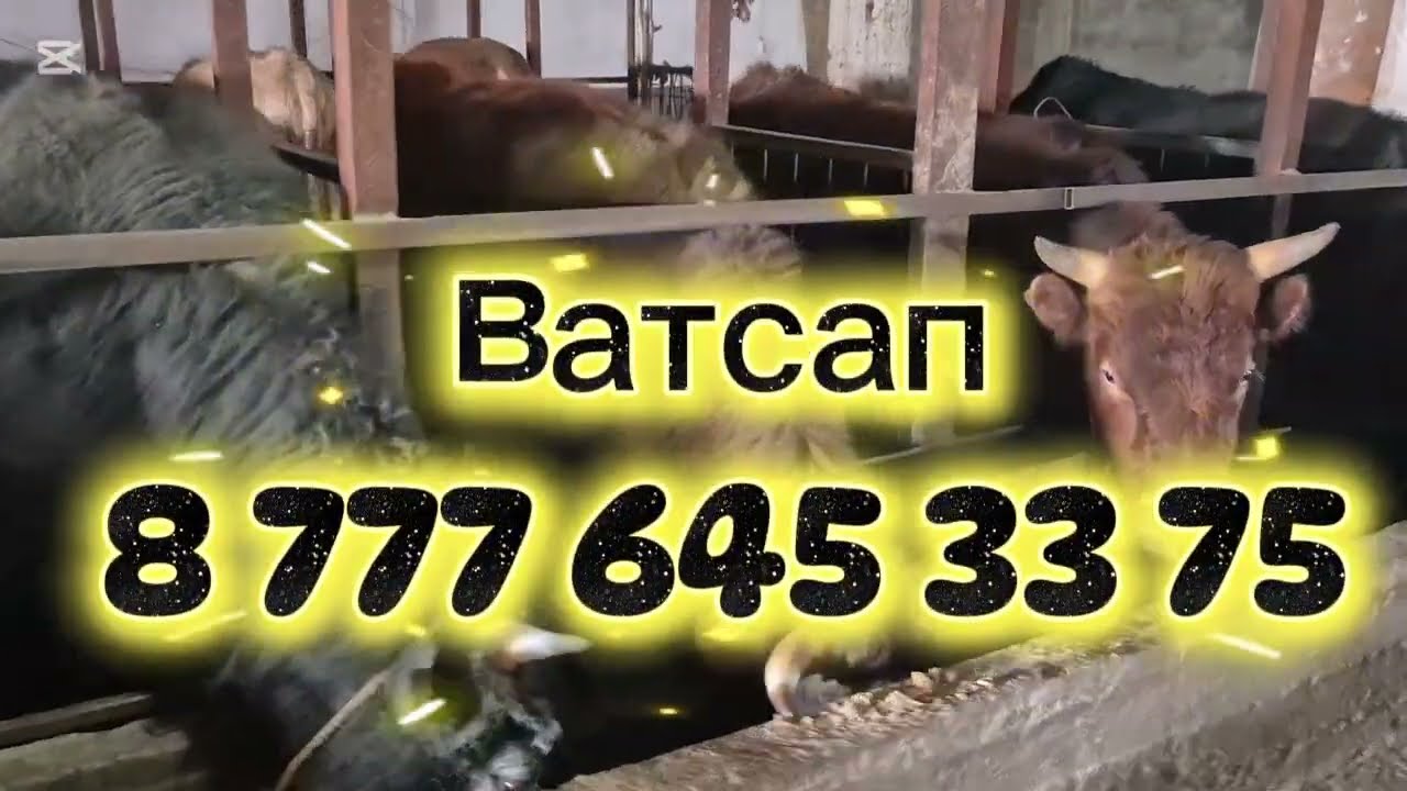 Откорм бычков, цена на быков в Казахстане, эпидемия фейк или правда?