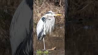 Blue heron