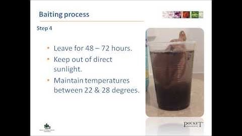 Pocket Diagnostic Kit baiting