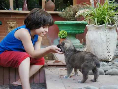 მაქსიმეს ეზო