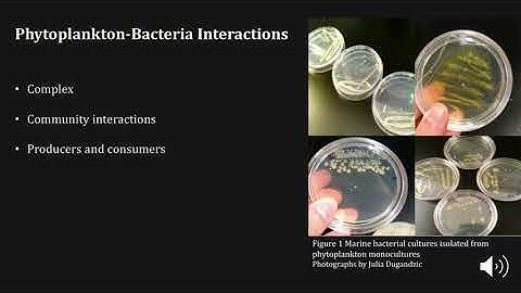 Interaction and Vitamin Exchange in Marine Microbial Communities