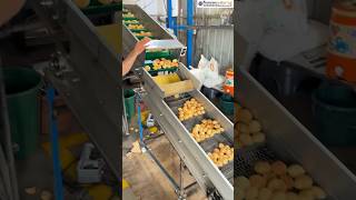 Panipuri Making Machine | Panipuri Machine | Golgappa Machine | Fryer Machine | #viral #yt
