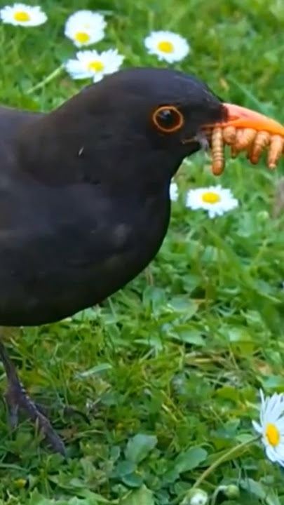 Burung blackbird #shorts #burung #blackbird #shortvideo