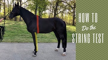How to do the String Test on a young horse