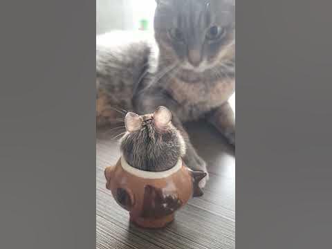 дружба крепкая 😺&🐭 - YouTube